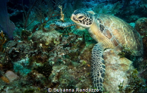 Green sea turtle by Susanna Randazzo 